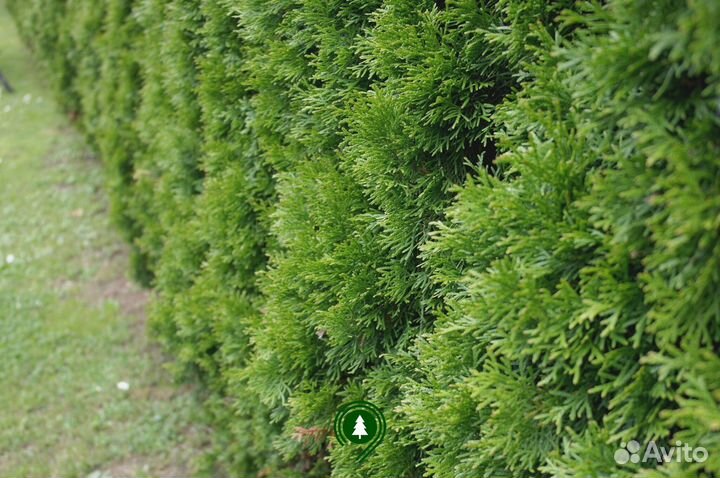 Туя брабант