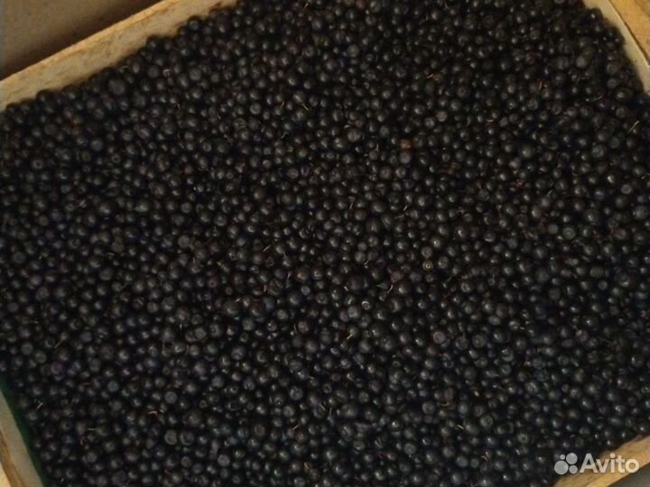 Брусника, Черника