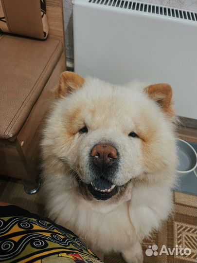 Чау-чау вязка