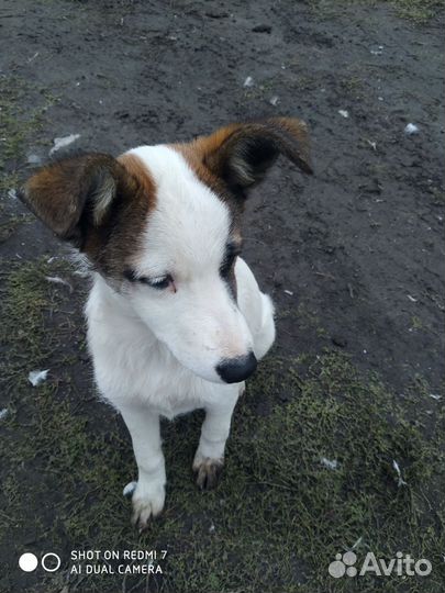 Маленькие собачки бесплатно в добрые руки