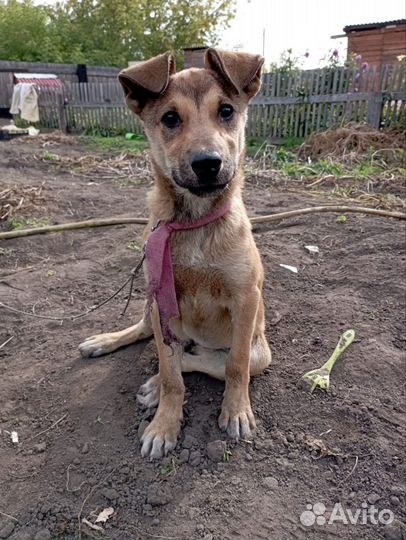 Щенок в добрые руки