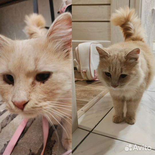 Нашелся кот