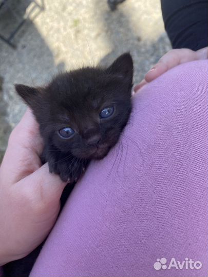 Котята в добрые руки даром