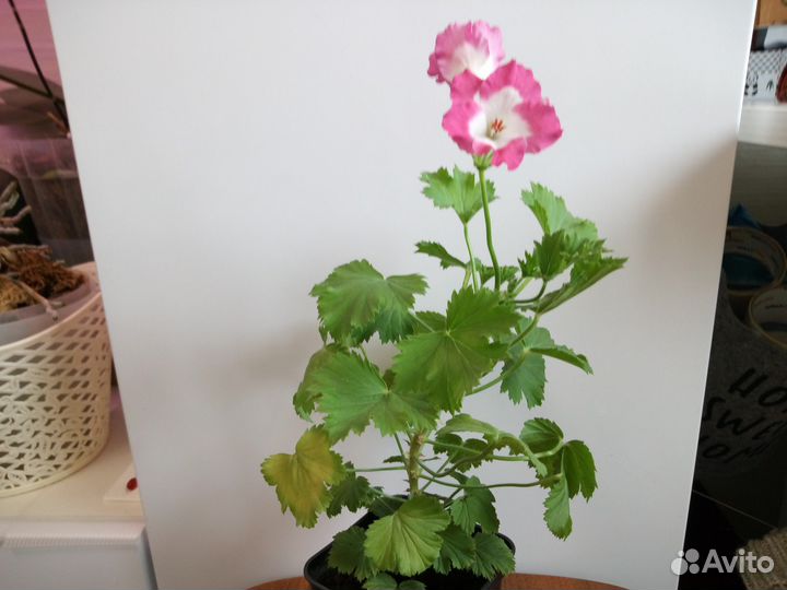 Герань королевская