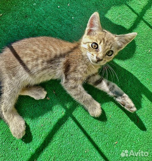 Котята бесплатно