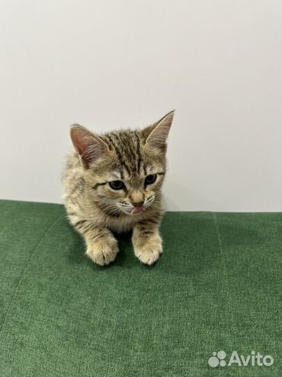 Бенгальская кошка