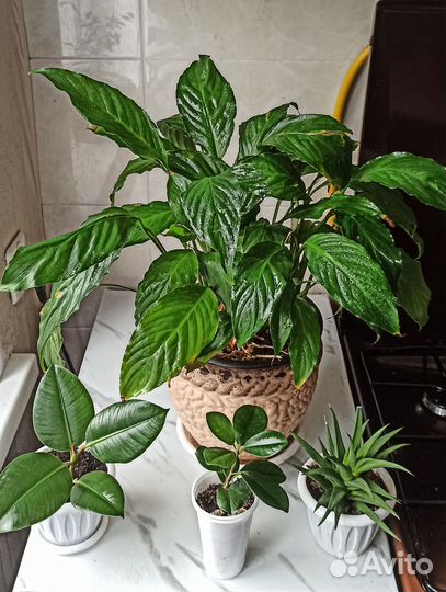 Цветы разные сорта