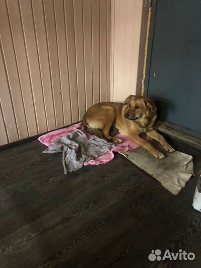 Собака в добрые руки