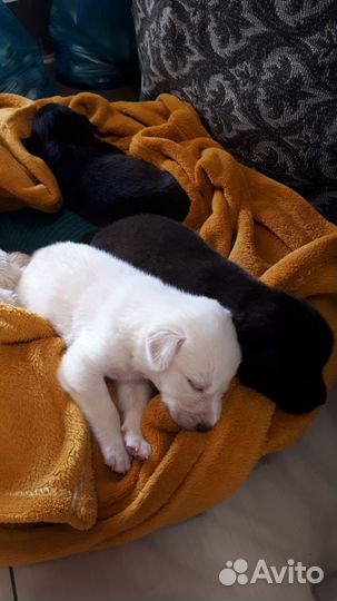 Щенки лабрадора