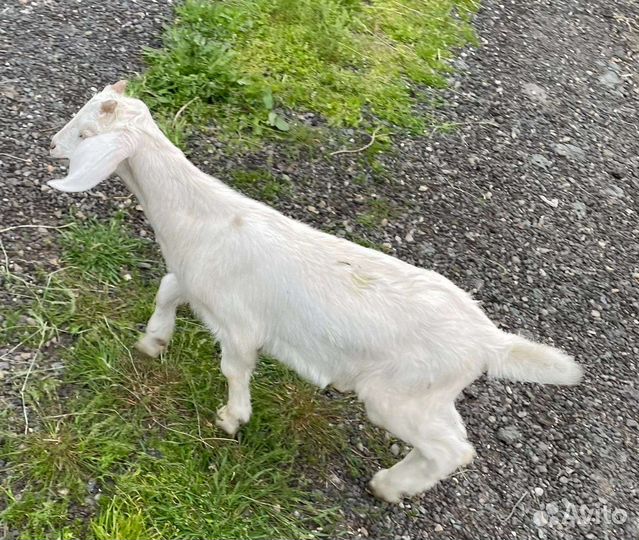 Нубийские козы козлята