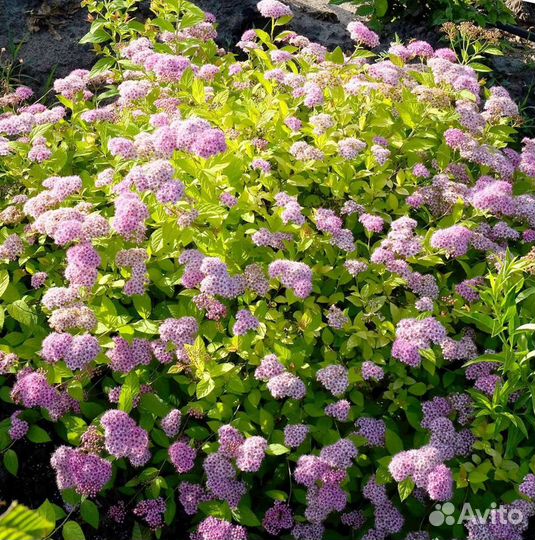 Спирея японская Golden Princess