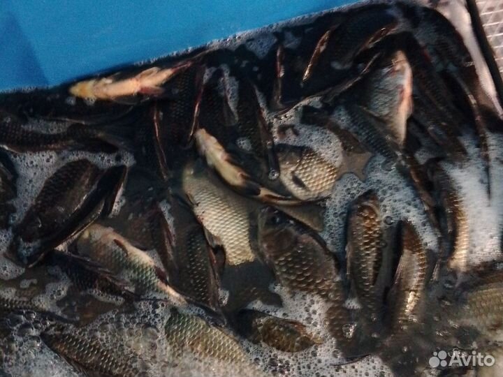 Карась живой