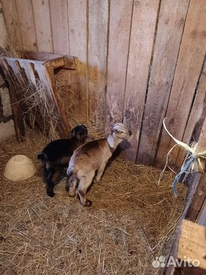 Козлята