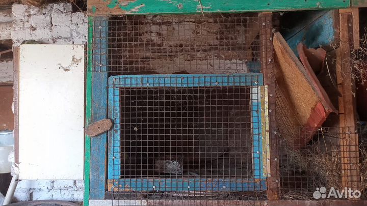 Клетки для кроликов