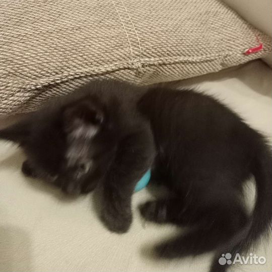 Черный котенок девочка