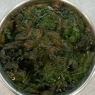 Валиснерия спиральная, роголистник и лимонник