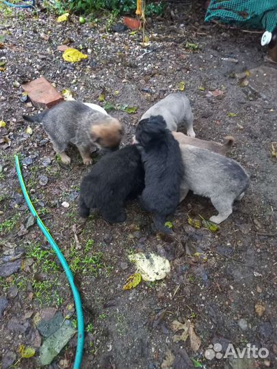 Щенки бесплатно