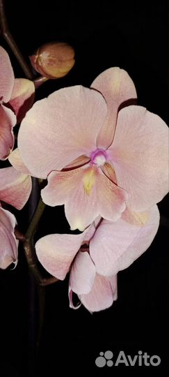 Орхидея фаленопсис биг лип
