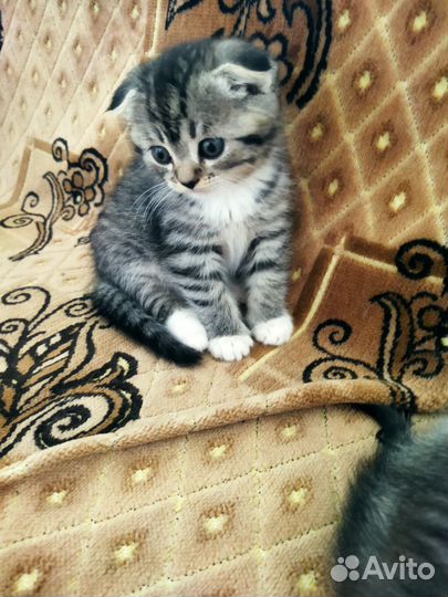 Шотландские котята