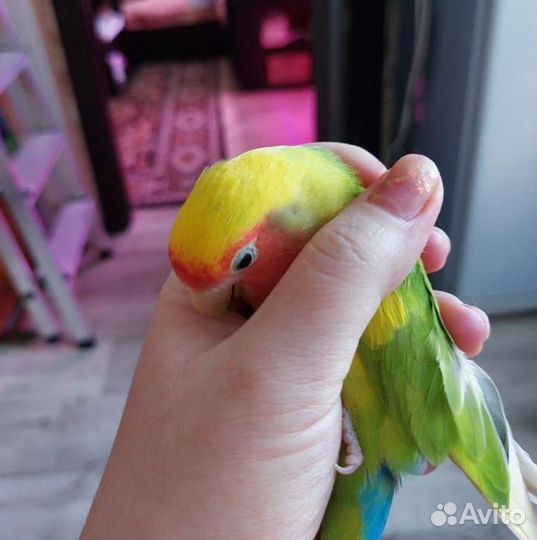 Неразлучники пара