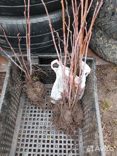 Малина саженцы, лилия белая