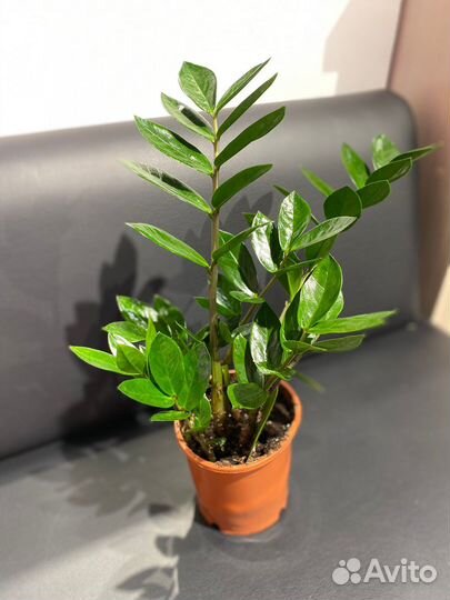 Замиокулькас