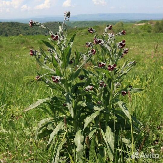 Чернокорень травяной сбор семена