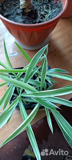 Хлорофитрум