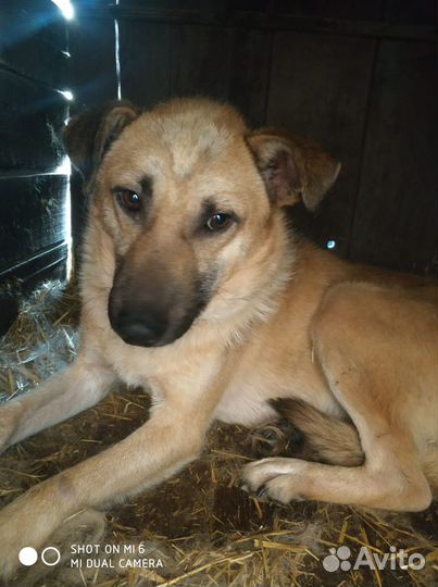 В добрые руки