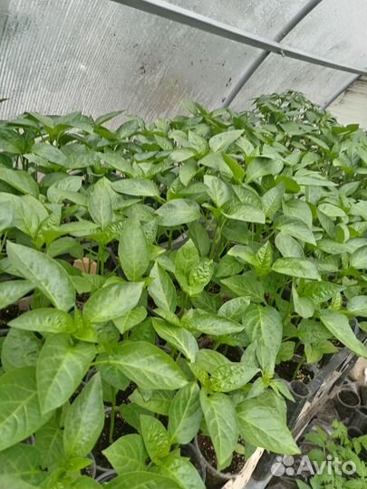 Рассада помидор и перцев Болгарских ласточка