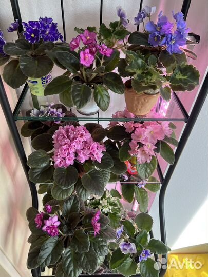 Фиалки сортовые все цветущие