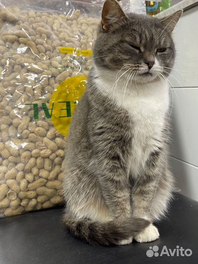 Кошка в добрые руки