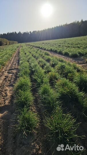 Саженцы ели европейской окс