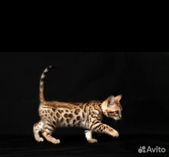 Бенгальские котята