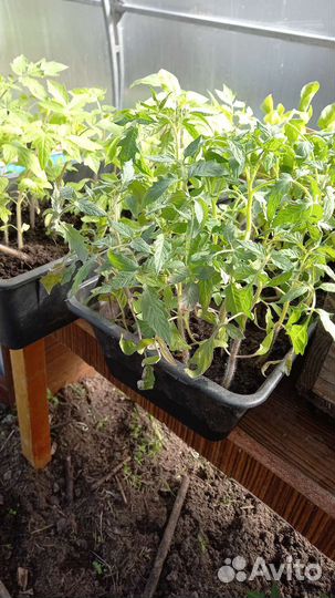 Рассада помидор,перцев,огурцов,многолетники