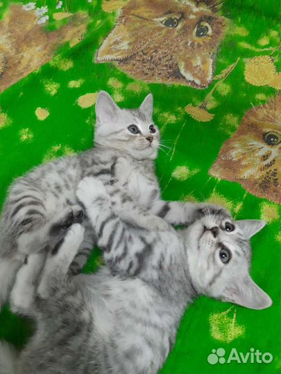 Шотландские котята