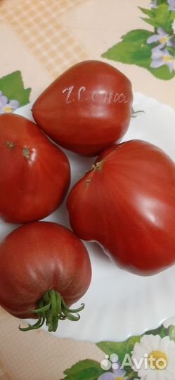 Рассада помидор