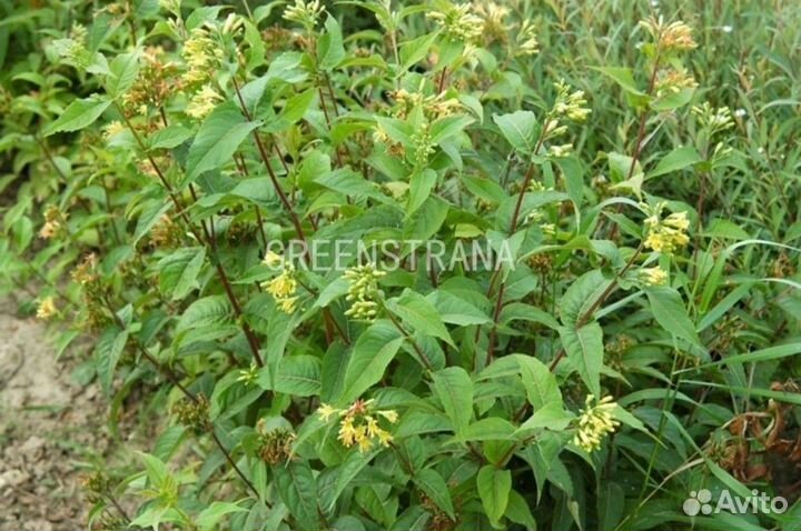 Диервилла ручейная