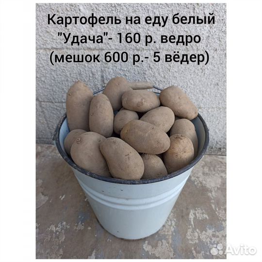 Картофель семенной