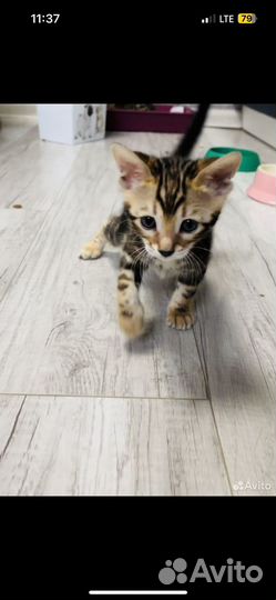 Бенгальский котенок девочка