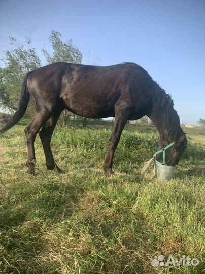 Жеребец 3года