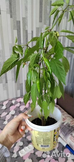 Острый перец в горшке