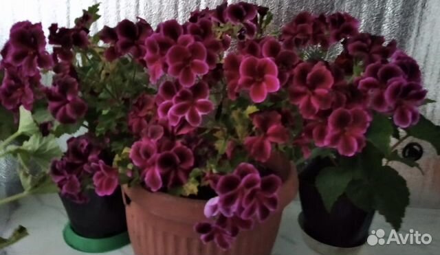 Герань пеларгония королевская купить в Иркутске | Товары для дома и ...