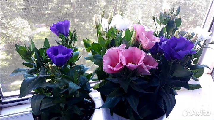 Эустома, цветы, рассада