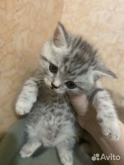 Британские котята