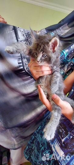 Котята мейн-кун