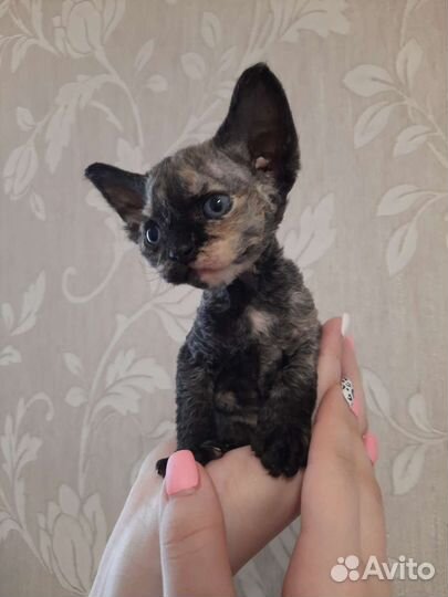 Котята девон-рекс