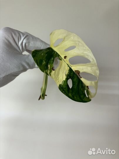 Монстера адансона вариегатная