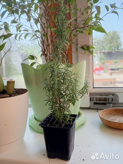Фикусы розмарин