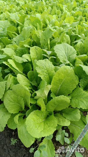 Рассада овощей